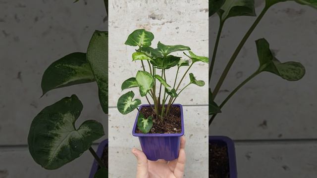 Сингониум Пикси смотреть онлайн