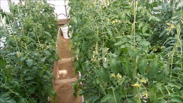 Подкормка бором. Важные нюансы. смотреть онлайн