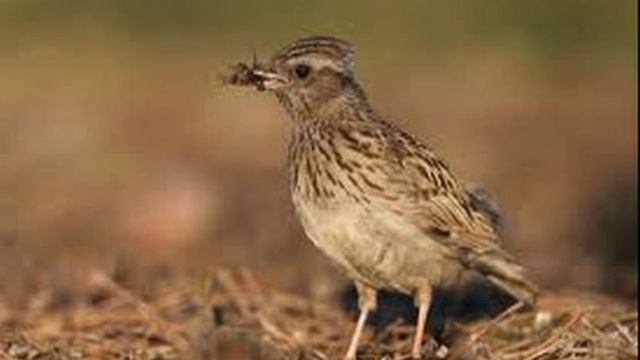 Полевой жаворонок(skylark) 5 смотреть онлайн