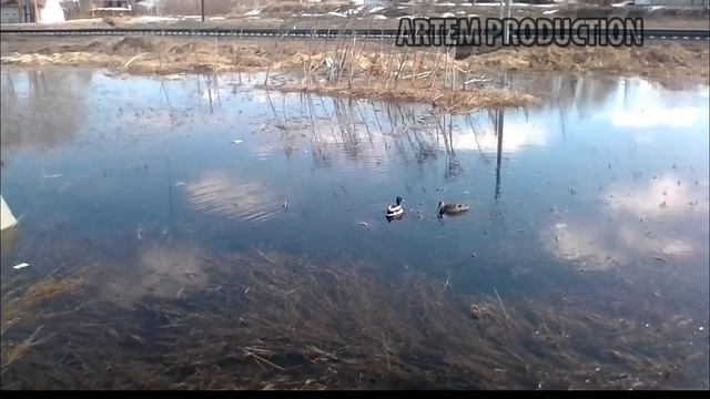 Селезень и утка кряква.