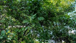 Шпионим на пасеке