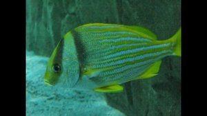 Большой Океанариум. Стамбул (Турция)