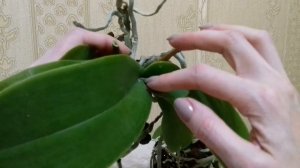 53. Орхидеи с распродажи -  стоит ли терять время...