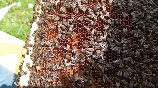 Как определить есть ли в улье матка или нет ! Матки ВЫШЛИ СЕЮТ ?! Контрольная рамка в улей ЗАЧЕМ ! смотреть онлайн