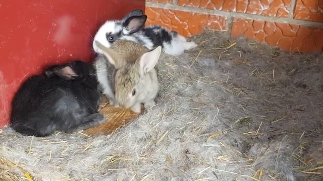Блины постны-маковы и кыстыбый для внучек.День вчерашний и сегодня.