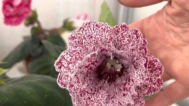 Цветущие глоксинии. (Выпуск №24) смотреть онлайн