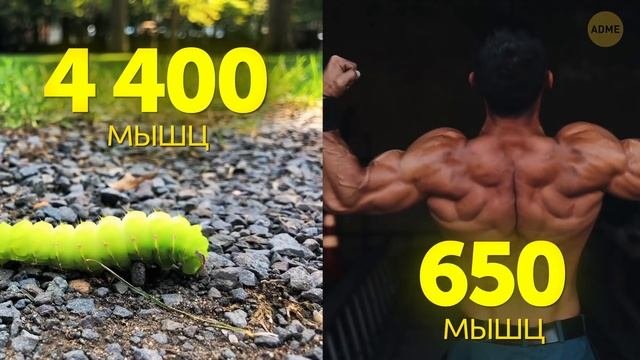 Невероятные факты, которые показывают, насколько удивительны люди!