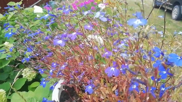 Беларуская Деревня на границе с Литвой. Аисты, цветы, ягоды! Супер атмосферное видио, не пропустите смотреть онлайн