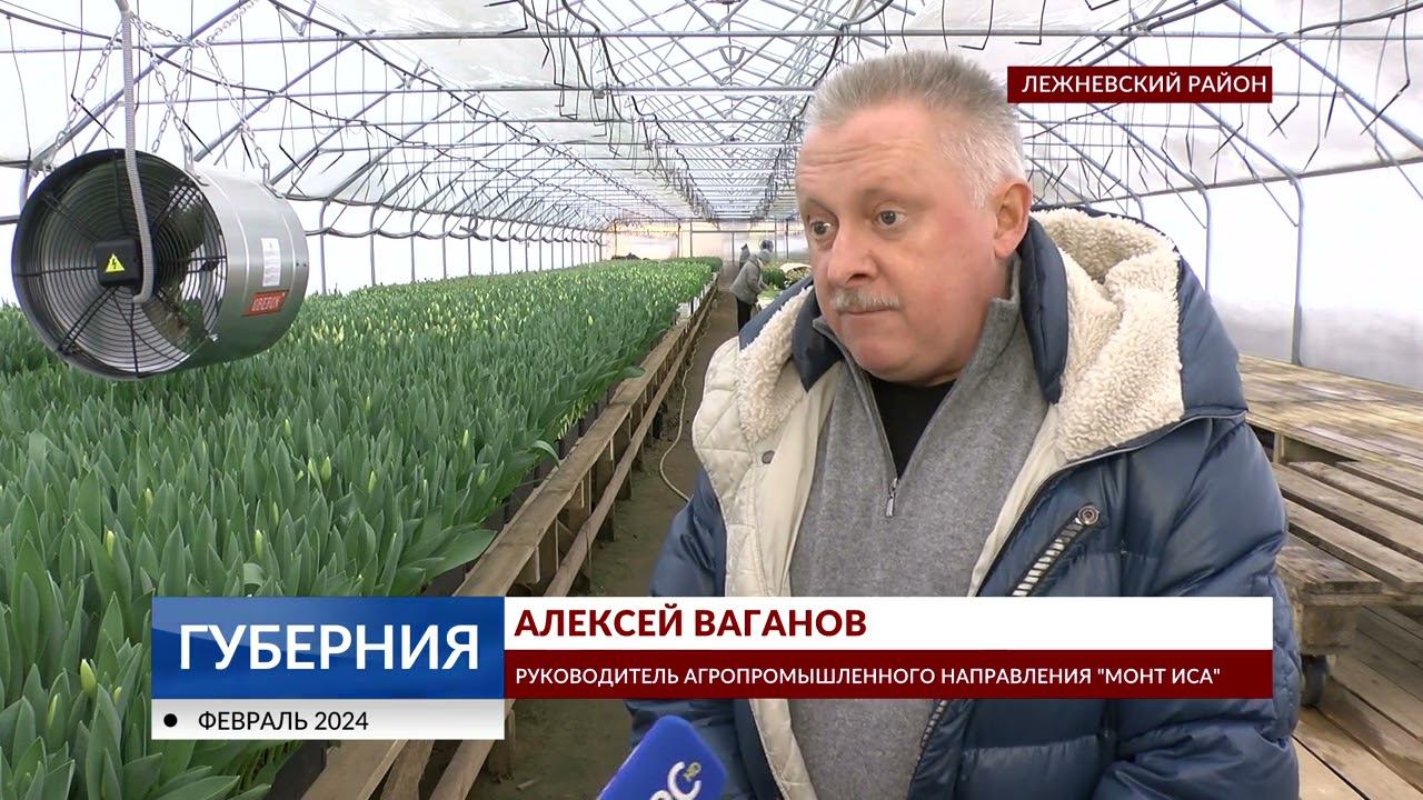 В Лежневском районе выращивают тюльпаны к 8 Марта