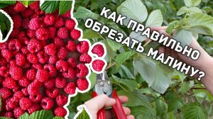 Как обрезать малину, чтобы урожая было много?