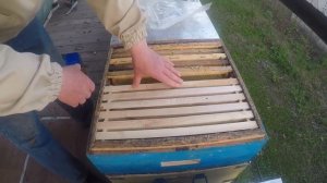 Когда ставить магазины пчелам Пчеловодство На пасеке апрель