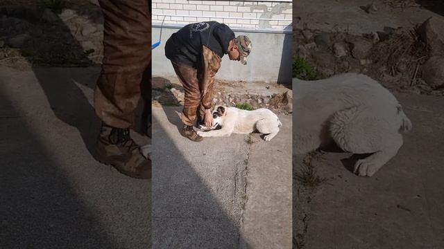 Гостиница для собак с обучением. Результат за 3 недели