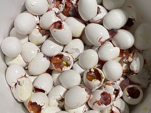 Утилизация яиц по технологии GAIA