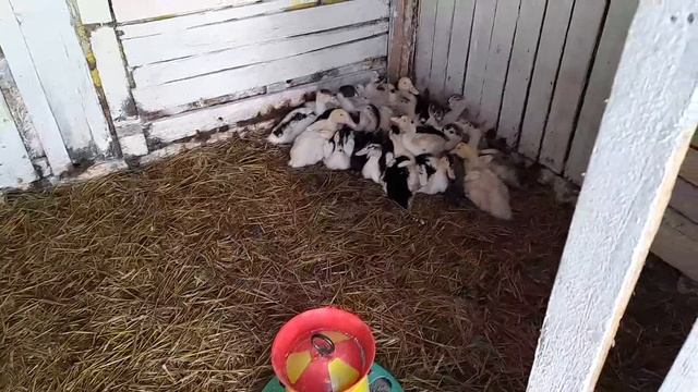 как покрыть свинью смотреть онлайн