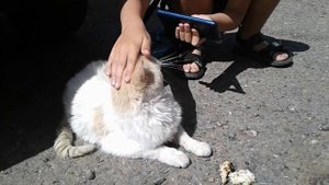 Котик без лапки. Нашли бедногг бездомного кота без лапки, и спасли!