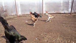 Shamo / Шамо бойцовые куры /fighting chickens
