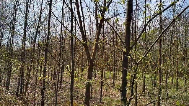 Орех черный.Гекрарные посадки на древесину.Плодоносящие орехи.