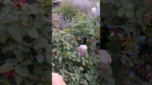 Роза Мери Роуз