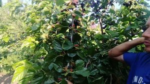 Шелковица Галиция