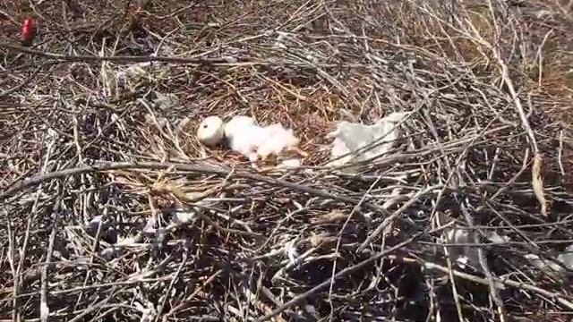 Platalea leucorodia Linnaeus, 1758. Косар. Колпица. Spoonbill. смотреть онлайн