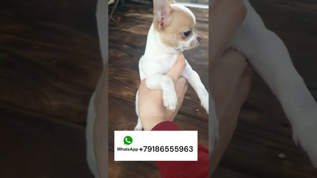 Предлагается мальчик чихуахуа. Очень перспективный👍 #щенкичихуахуа #чихуахуапродажа #чихуахуа