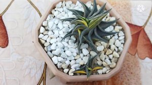 Haworthia limifolia care , sun, watering and all information for beginners@cactiwithiva