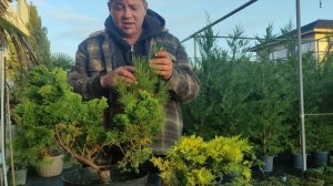 когда делаем стрижку хвойных