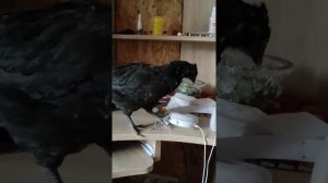 вот он настоящий, пельмень. А внутри много много мяса, мало теста.