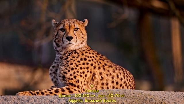 Топ 10 кошачьих животных по размеру смотреть онлайн