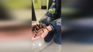 Влог Тарантул в руке