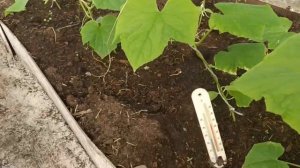 РАННЕЕ ВЫРАЩИВАНИЕ ОГУРЦОВ В СИБИРИ