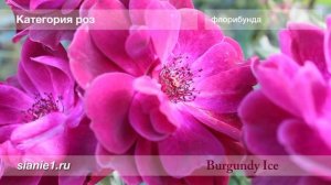Роза бургунди айс Burgundi Ice