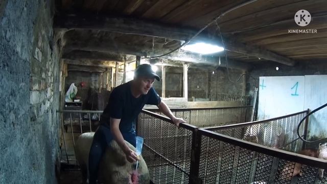 442‼️Искусственное осеменение свиноматки породы КБ.Купировали хвостики поросятам.‼️ смотреть онлайн