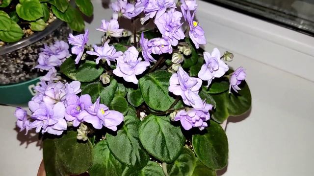 Фиалки у Алисы. смотреть онлайн