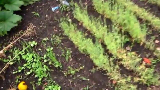 А хотел рассказать О ПЕРЦАХ смотреть онлайн