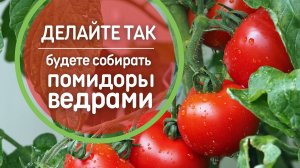 Делайте так и будете собирать ?помидоры ведрами. Что добавить в лунку?