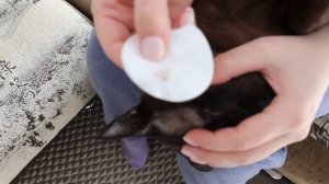 Чем промыть глаза кошке