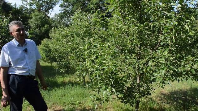 Как избавиться от парши и тли на яблоне? смотреть онлайн