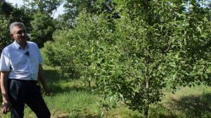 Как избавиться от парши и тли на яблоне?