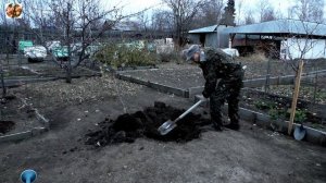 Как правильно посадить яблоню на Урале!