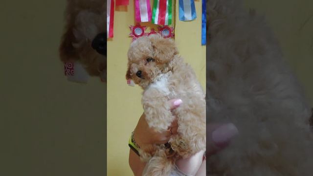 МАЛЬТИПУ КАСТРОПУЛО МЭРС продажа+79787458062 #maltipoo #puppy купить щенка