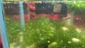 Астракоды и дафния, жизнь бурлит😄