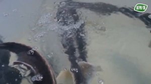 Мы на Агро ТВ: Осетровая ферма УЗВ в Пушкино