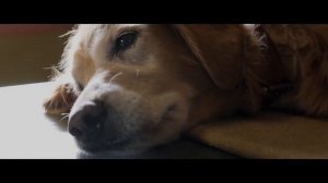A Dog's Purpose Official Trailer 1 (2017) - Dennis Quaid Movie