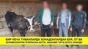 Бир неча туманларда хонадонлардан қўй, от ва қорамолларни ўғирлаган катта  жиноий гуруҳ қўлга олинди