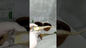 How to stick the two Adenium Arabicum seedling in a simple way...