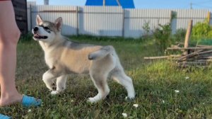 Джокер 2,5 мес