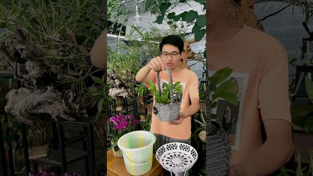 How amazing to grow orchids propagate plant fast and easy #4863