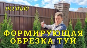 Туёвый забор, осенний уход за туями - главное чтобы лидер был один!