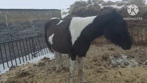 Жизнь в селе#Казахстан#По 200 тысяч не хотят покупать.